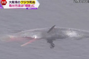 【悲報】吉村知事さん「海に戻すよりも費用かさまない」死んだクジラは“埋設”で決定