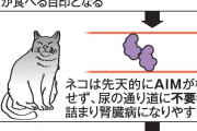 腎臓病の猫用新薬　タンパク質「AIM」を使った腎臓病のネコ用新薬が完成、令和９年春にも実用化へ  [3/22]