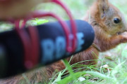 エサに夢中の赤ちゃんリスにマイクを近づけると... とんでもなく可愛い咀嚼音を響かせていた！！