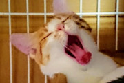 猫「遊べって言うてんねん！」