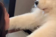 【動画】イッヌ「ご主人抱っこしてほしいわん」