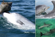 【頭良すぎ】ハンドウイルカ、家族外の仲間から狩猟スキルを学べることが判明する　