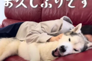 登録者45万人超の愛犬家YouTuberチャンネルさん、約7年半の活動を終了へ →その理由が「飼い主の鑑」すぎた
