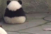 【画像】可愛いパンダが見たい