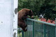 一方アメリカでは、クマが学校に通おうとしていた。フェンスをよじ登ろうとする姿を目撃