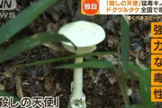猛毒キノコ「殺しの天使」増殖　回復後の恐怖…内臓破壊“医者もお手上げ”