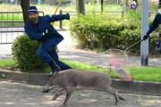 【躍動感！】福岡県警によるイノシシ捕獲劇がジワジワくると話題