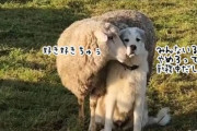 牧羊犬に恋した羊、いちゃいちゃが止まらない