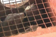 毛皮農場のミンクがコロナで大量死、人間から感染か　少なくとも8000匹 米