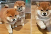 「柴犬の子犬たちがカメラと飼い主を追いかける姿…キュート過ぎて心臓発作起こしそう」（海外の反応）