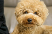 どこから見ても、丸！丸！丸!!真ん丸で愛されフォルムのトイプードルたちがかわいすぎると噂