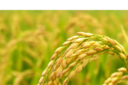 ２０２５年産の主食用米、生産量が需要量を１７万～４８万トン上回る見通し…高値続く米価落ち着くか