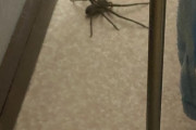 【超画像】くそデカい蜘蛛出現
