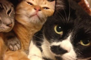 【ねこGIF】馬小屋にお邪魔する猫さん…馬がこちらを向くとこうなりますwww
