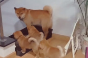 イクメンになれない柴犬のパパが子犬たちを守る姿にほっこり