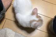 【ねこ画像】哺乳瓶でミルクをもらう子猫ちゃん…おや？お耳がリズムを刻んでますねwww