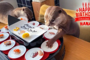 カワウソ・ハナちゃん2歳の誕生日！「回転寿司www」「カワイイ鮭ドロボーw」海外の反応