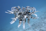 【動画】海で奇妙な生き物が撮影されるｗｗｗｗ