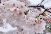 台湾人「3月末なのに日本で雪が降った！桜の雪のコラボ写真を撮って来たよ！」「真の桜味シャーベット？」　台湾の反応