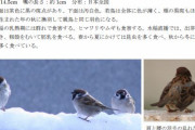 【画像】スズメさん、ガチで害鳥だったｗｗｗｗｗｗｗｗｗ