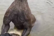 愛犬を溺死させようとする「怪物カンガルー」の衝撃...飼い主との「真っ向勝負」映像が話題に