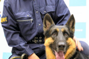 女性の枕を嗅ぐと迷わず草むらへ…　わずか10分で行方不明女性を救出した警察犬を表彰