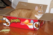 【速報】プリングルズの入れ物に入っちゃったネコちゃん、かわいすぎるｗｗｗｗ
