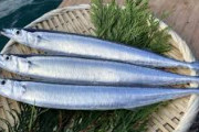 漁師「サンマが過去にない大漁なのぉ！すごい！みんな食べてくれ！」→1匹399円