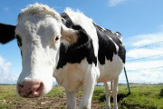 【牛】地球環境を守る放屁フリーの牛が誕生。デンマークではオナラに課税することも決定。
