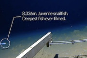 【動画】超深海層の水深8,336メートルを泳ぐ魚が世界で初めて撮影される。