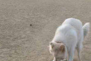 普通の犬はドッグパークで駆け回って遊んだりする。ボウルをこうして♪ → こちらの犬はこんな遊びです…