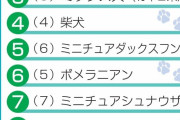 【悲報】大型犬さん、不人気だった