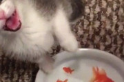 【ねこ画像】水槽のお魚を特等席で眺める子猫ちゃん…小さな後ろ姿がたまりませんwww