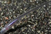 【画像】ナマコのケツの穴に寄生する魚、「カクレウオ」がヤバすぎるｗｗｗｗｗｗｗｗｗｗｗｗｗｗｗｗｗｗｗｗｗｗｗｗｗｗｗｗ