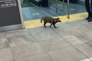 【速報】新宿駅にタヌキ、現れる