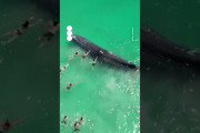 【動画あり】豪州の陽キャさん、漂着した巨大クジラに群がる　専門家は「とても危険な行動」と注意呼びかける
