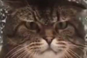 ネコの前で指を動かしてみた。人を指差すとは失礼な奴だ！ → 猫はこうした…
