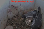 【動画あり】🕊「お邪魔するわよー♪あっら～いい卵じゃない♪」🦅「何やコイツ…」　→