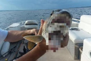 「口が２つある魚」がアメリカの湖で釣られる！なにこれやべええええええええ