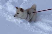 【画像】うちの柴犬と雪の中のお散歩…ラッセル柴になっちゃってますwww