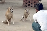【動画】障害のある犬たちが自分らを救ってくれた男性に駆け寄る。（インド）