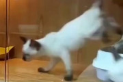 【動画】ネッコ（イリュージョンステップ！！）