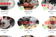 日本人、コロナ自粛期間中に安易にペットを購入→育てられずに犬を捨て保護施設送りに…その理由が酷すぎると話題に