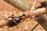 【動画】日本のカブトムシさん、外国産とタイマンはらされる…