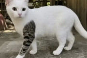 【画像】チンピラみたいな猫、発見される