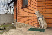 殺害された飼い主をずっと待っている秋田犬がウクライナで発見される　現地では日本の「ハチ公」になぞらえる