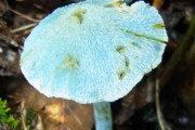 【激レア】青色のキノコ「ソライロタケ」が発見される！！！！！