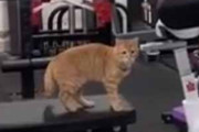 このネコ賢すぎる！ 今日はランニングマシーンで運動しようかな。ピッ♪ → ジムで猫はこうします…