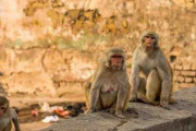 【新型コロナ】サル集団、コロナ疑い患者の血液サンプル奪い噛んで投げ捨てる【インド】