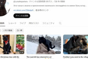 【動画あり】海外の保護猫系Youtuber「猫だと思って育てたら猫じゃなかった」　→